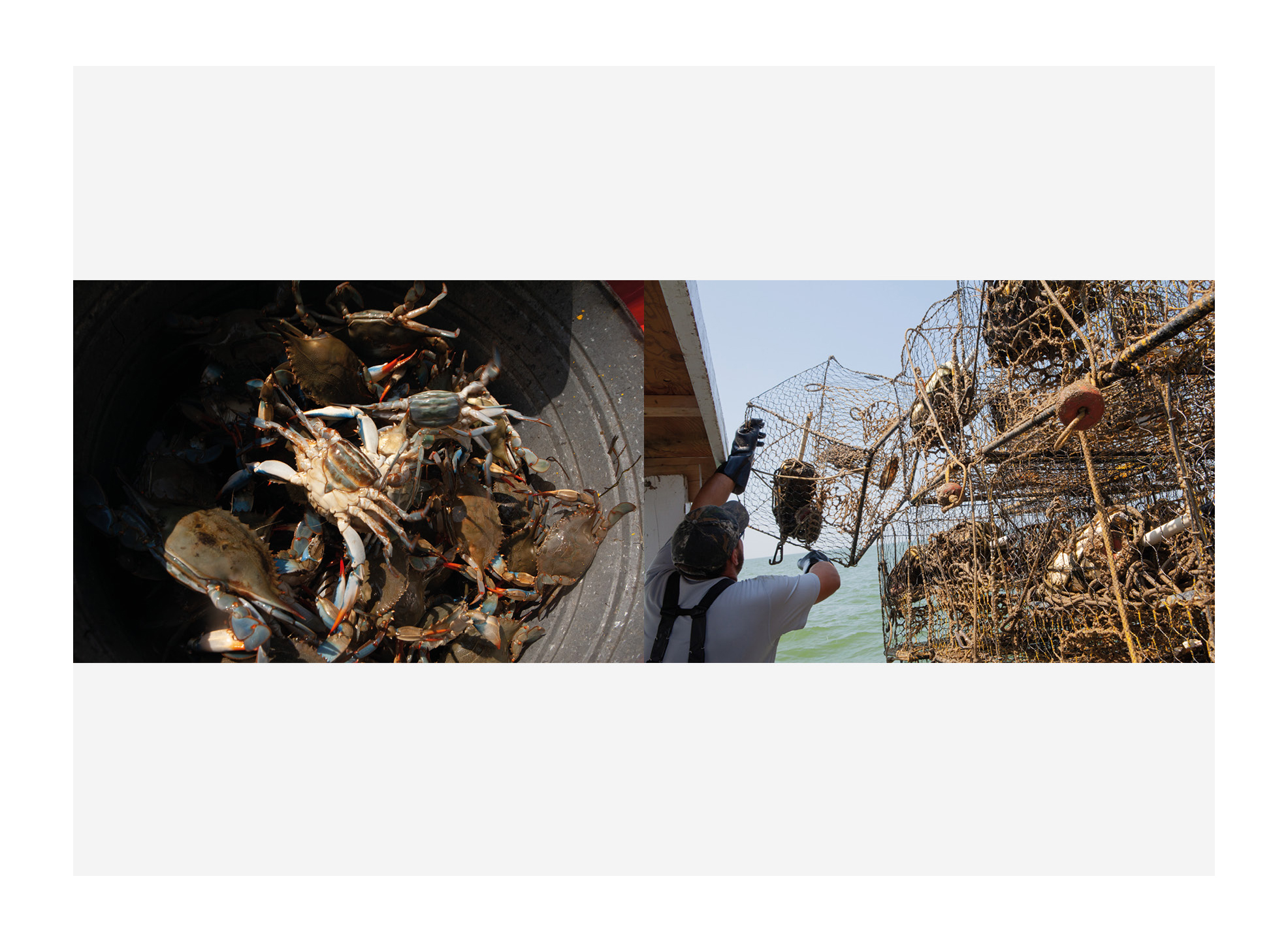 Photograph showing Tangier Island waterman working on his boat and basket full of crabs