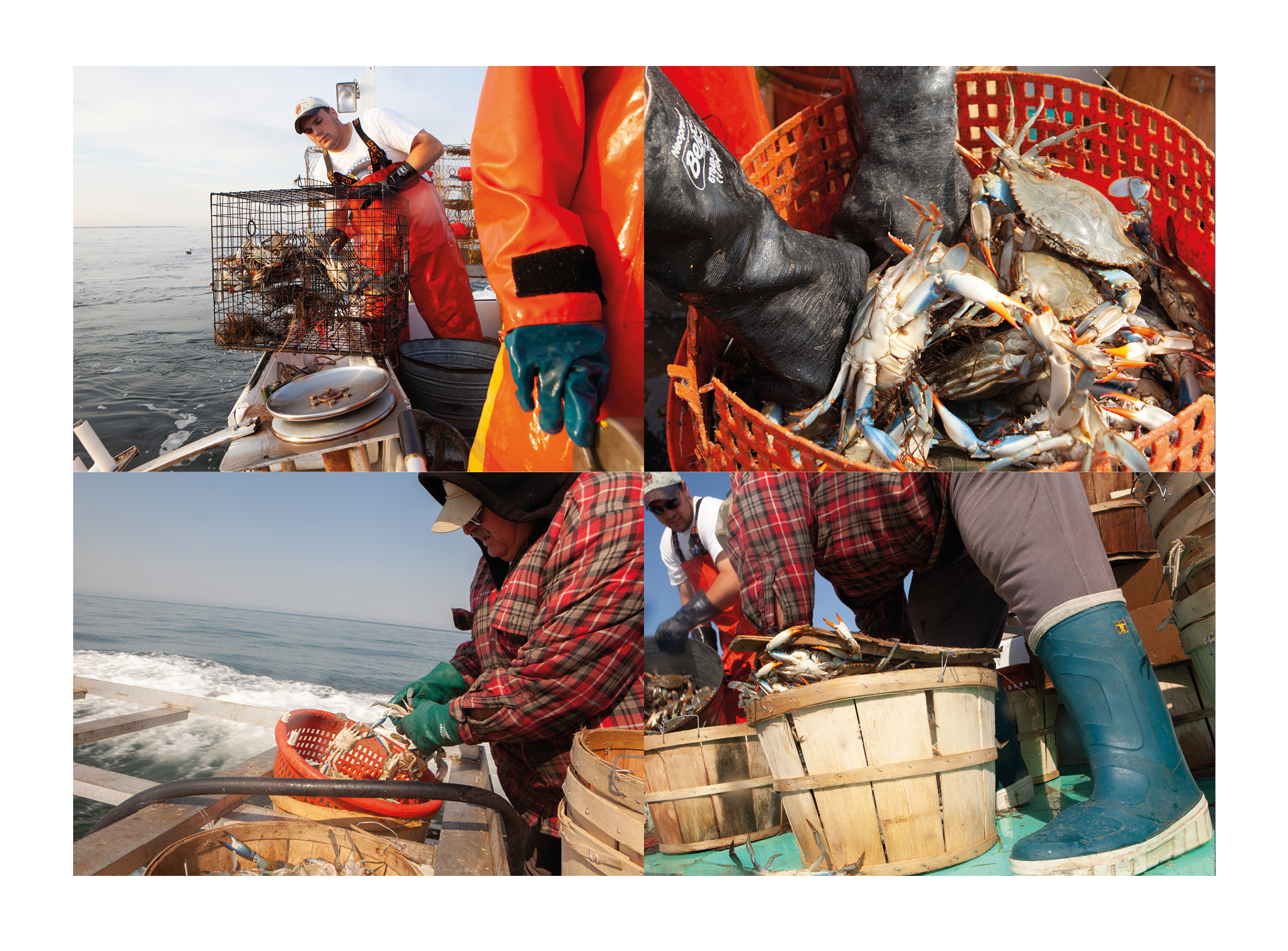 Four photographs from an internal spread in Tangier Island photography zine showing watermen working on deck with crabs